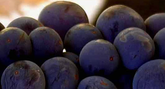 grapes