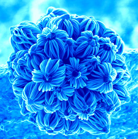 nanobouquet