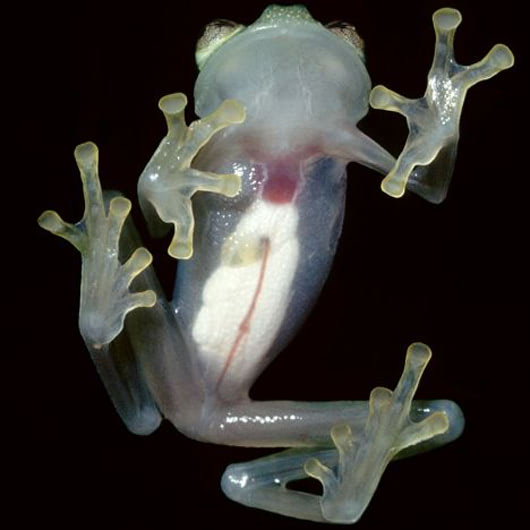 glass frog