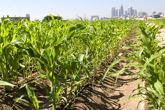 not a cornfield 3