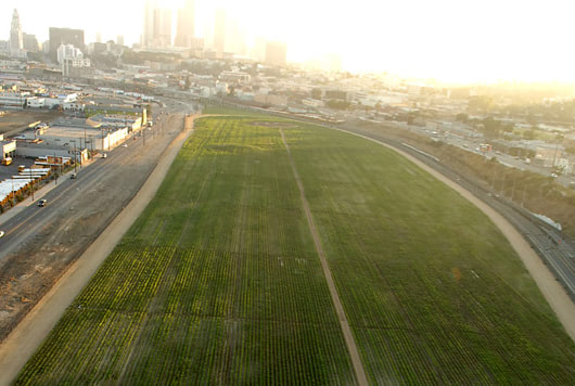 not a cornfield 4