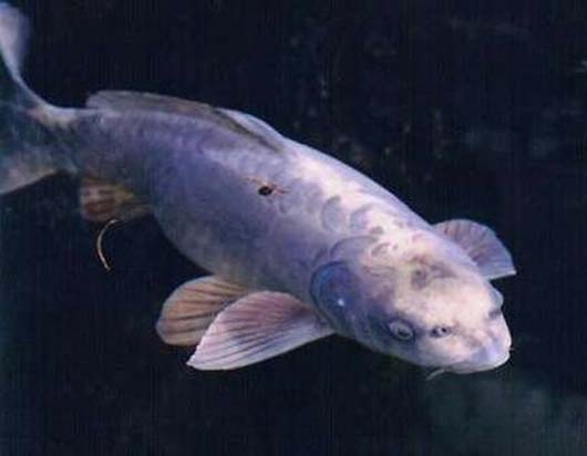 human hybrid carp face