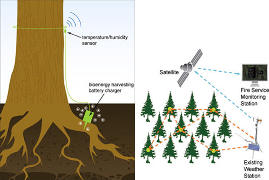 fire sensing trees