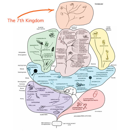seventh kingdom of live.