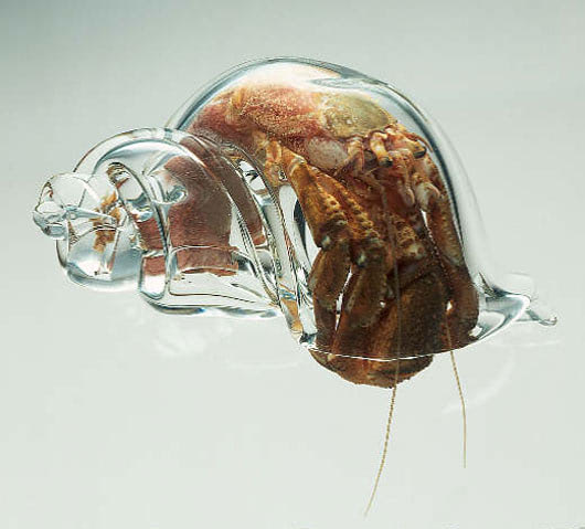 hermit_crab_530.jpg