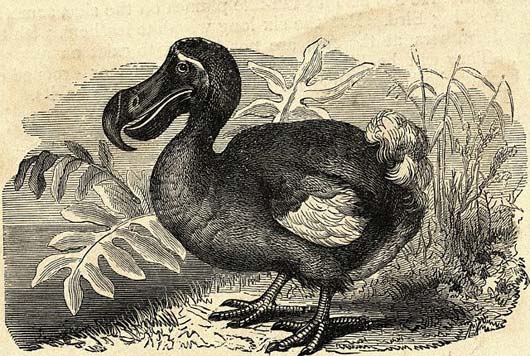 dodo