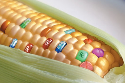 medicines corn