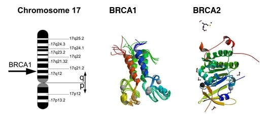 brca