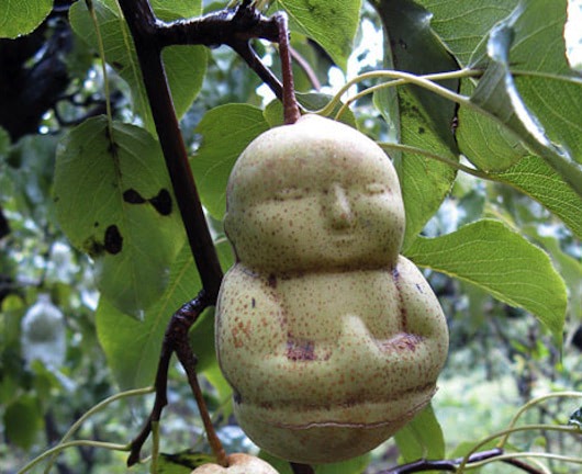 buddhapear.jpg