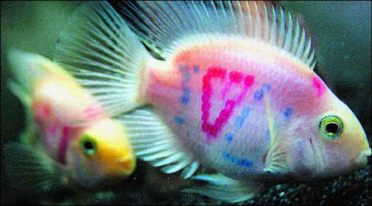 tattooedfish_530.jpg