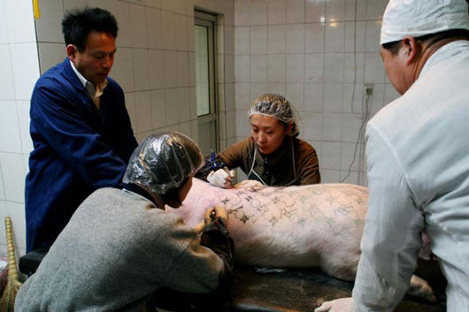 rescale-15_lv_pig_530.jpg