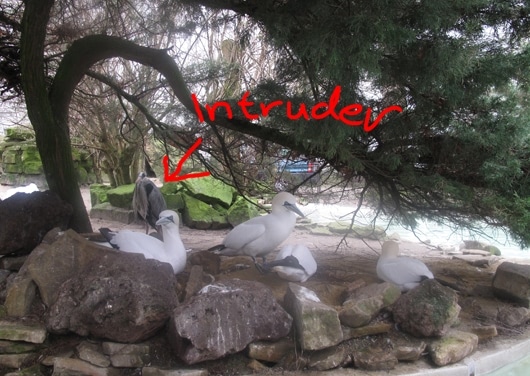 intruder_1_530.jpg