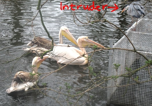 intruder_4_530.jpg