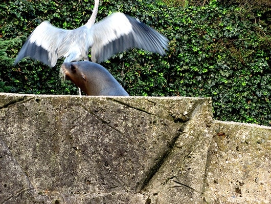 sealion_grabs_heron_530.jpg
