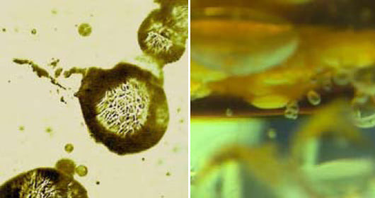protocells