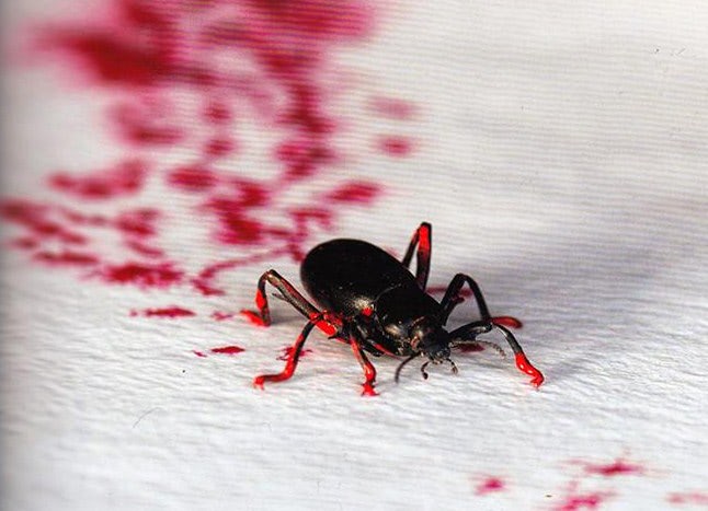 Bug Art - Copia