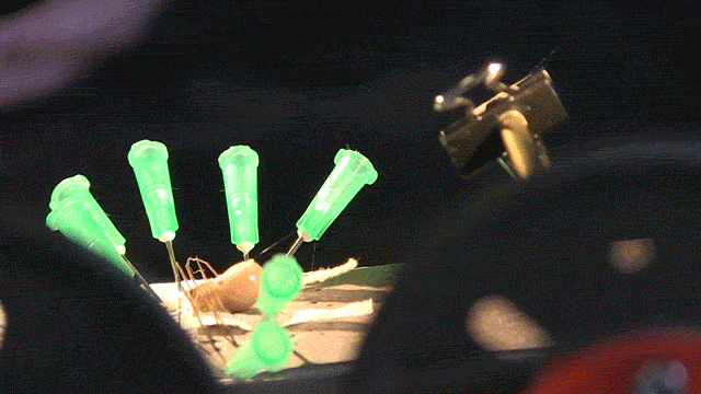 Milking brown recluse spiders for silk