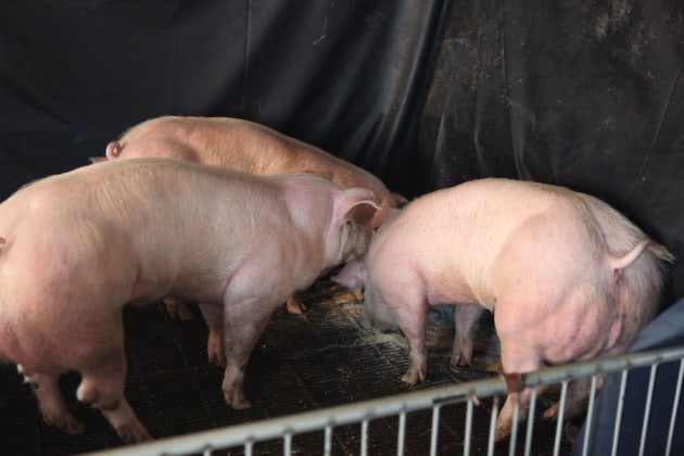 Pigs