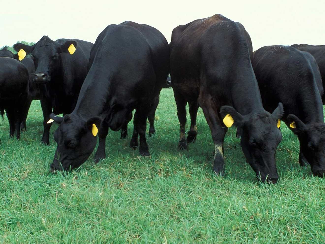 hornless cow