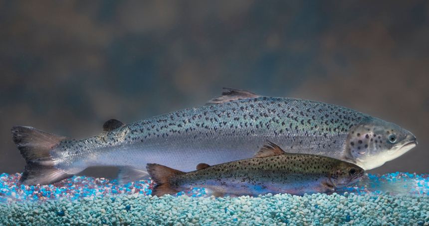 salmon