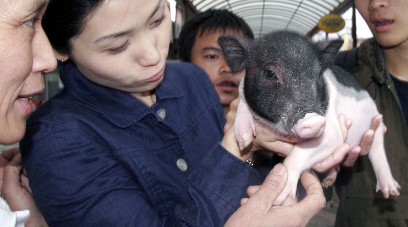micro pig 3