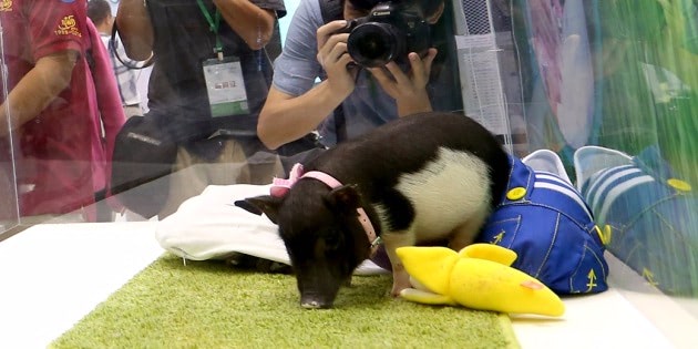 micro pig2