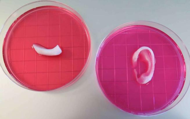 bioprinter creates living ear