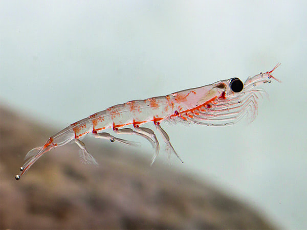 krill