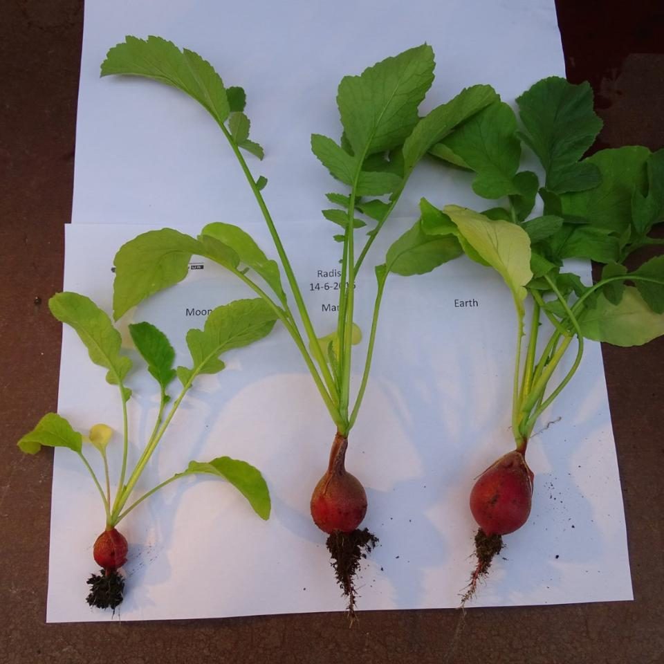 radish-mars-wageningen