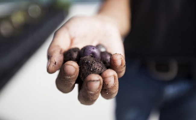 The 5th largest airline in the United States, JetBlue, is growing potatoes at terminal 5 at John F. Kennedy Airport in New York.