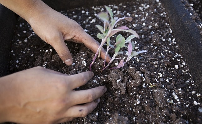 The 5th largest airline in the United States, JetBlue, is growing potatoes at terminal 5 at John F. Kennedy Airport in New York.