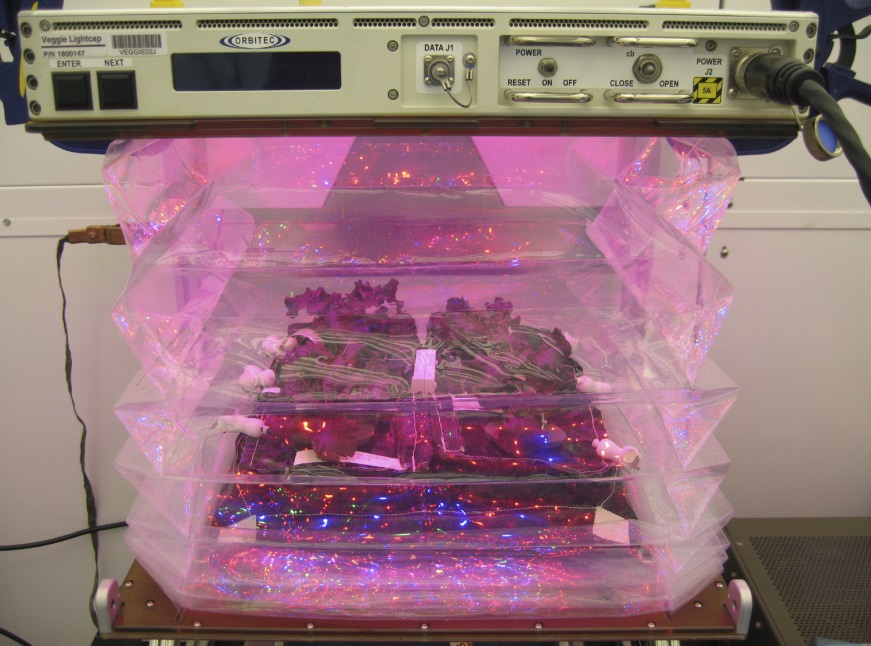 Red romaine lettuce plants grow inside the bellows of a prototype Veggie flight pillow