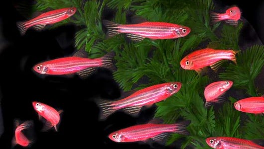 GloFish