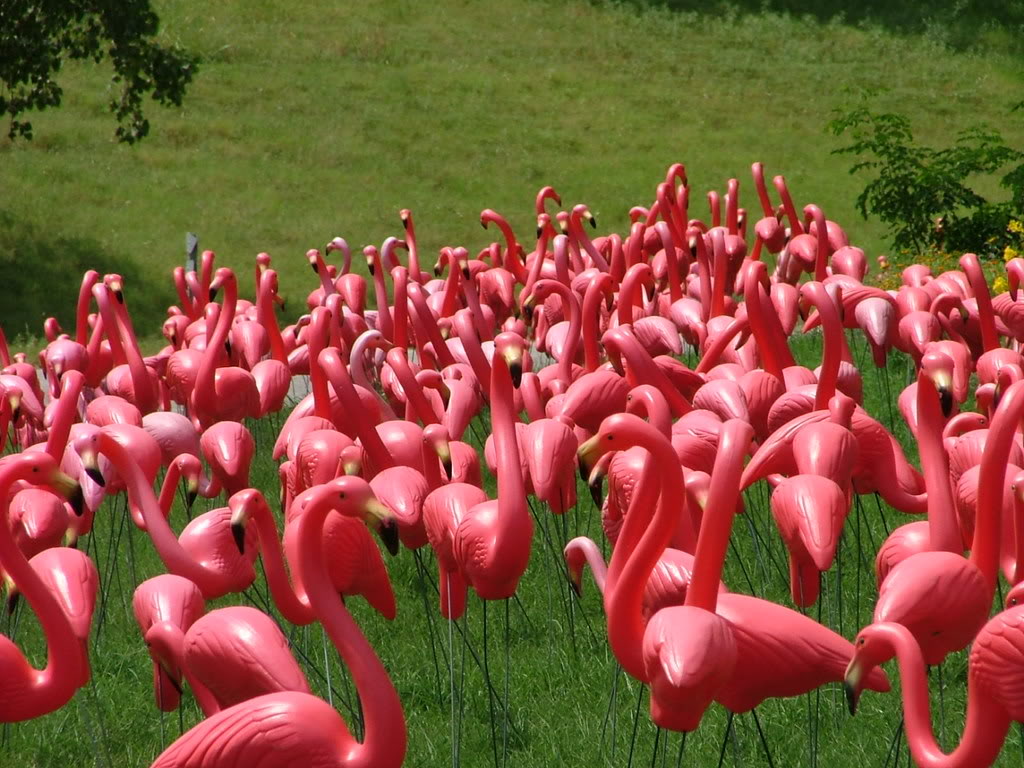 Plastic Flamingos Saved From Extinction