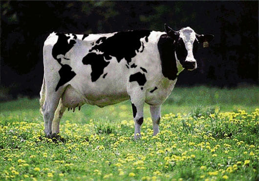 World Cow