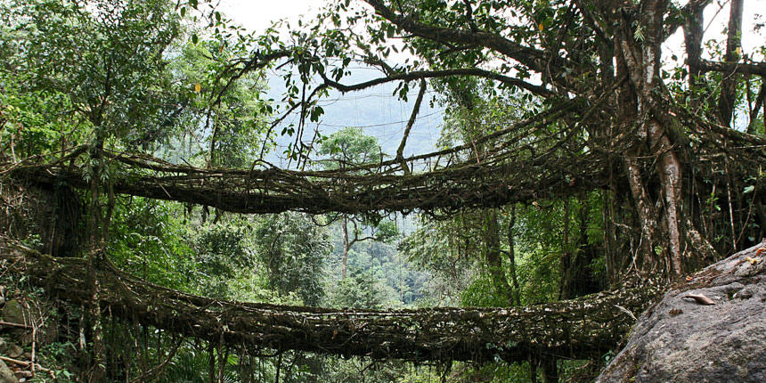 Living Root Bridges