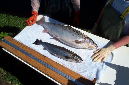 Genetically Modified Salmon moves to Kitchen Table