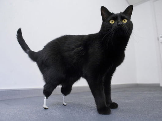 Injured Cat gets Bambi-style prosthetics