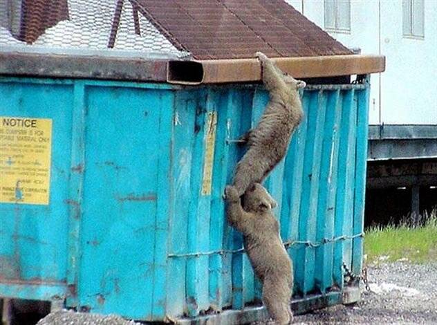 A Savannah Inside the Dumpster