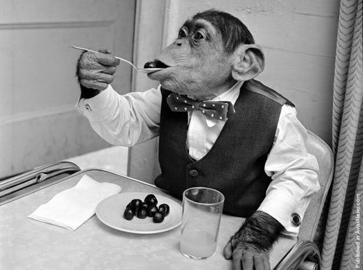 Apes Like Cooked Food, and What that Means for Human Evolution