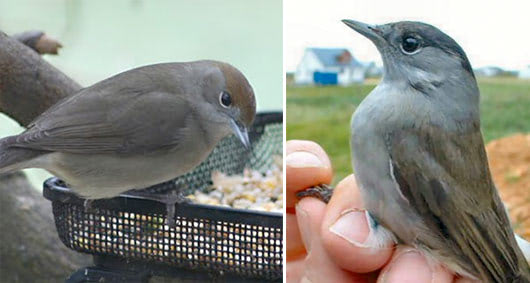 Birdfeeders spit Blackcaps in two species