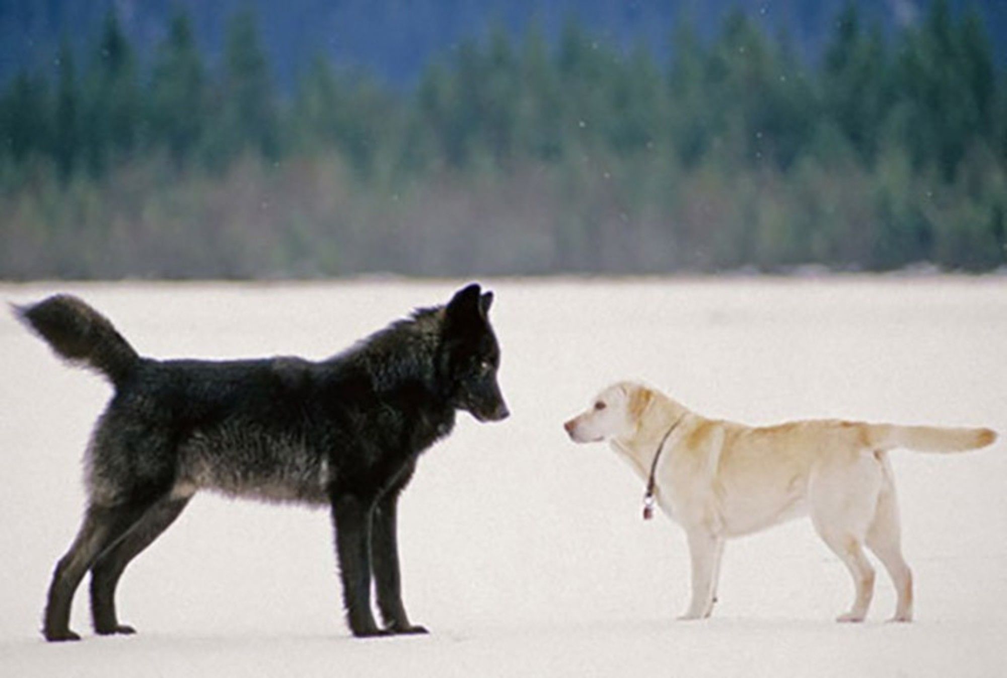 Black Wolves Have Dogs to Thank