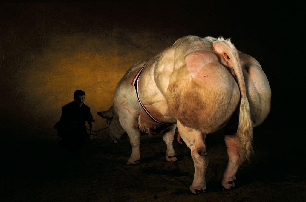 Muscle Cow Name