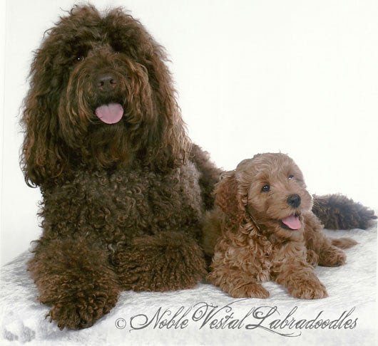 Labradoodle