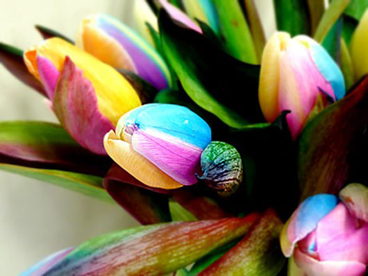 Rainbow Tulips