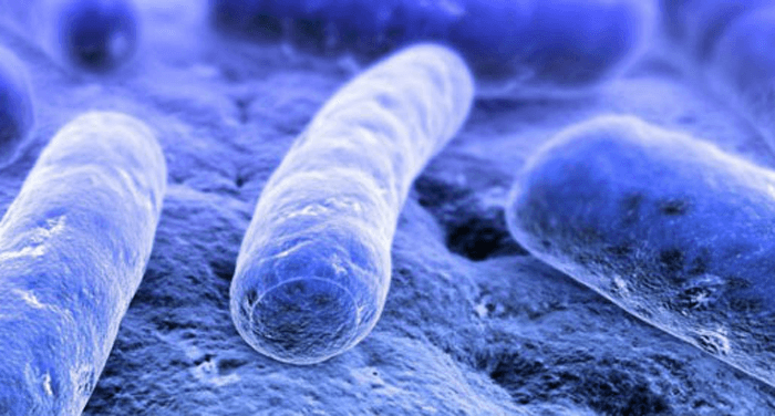 Social Microbial life