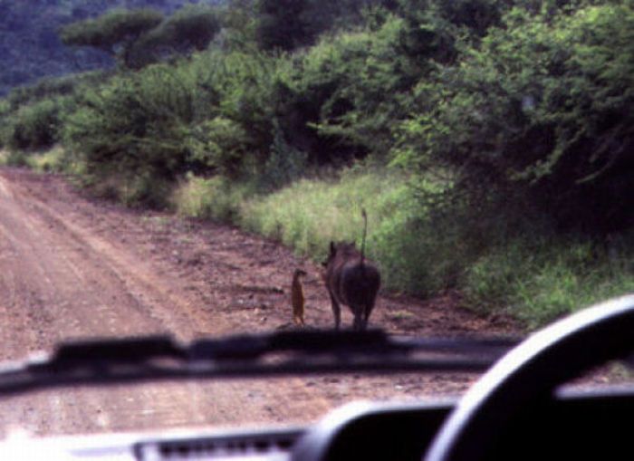 Timon and Pumbaa