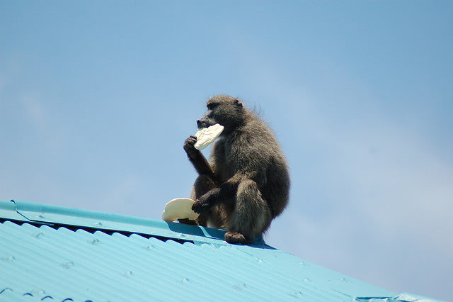 Bonobos (And Maybe Baboons) Domesticated Themselves