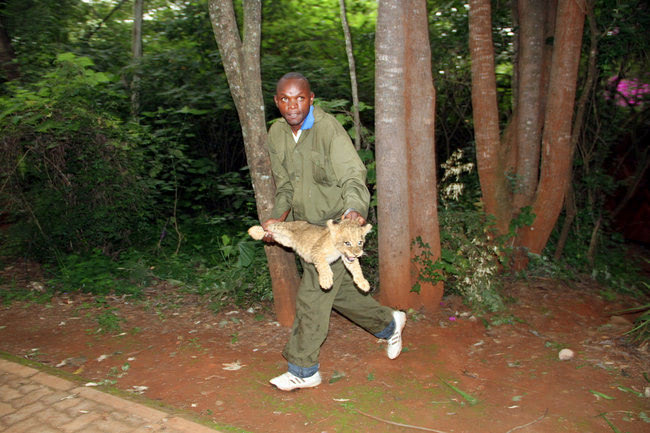 Lions Relocate to the Suburbs