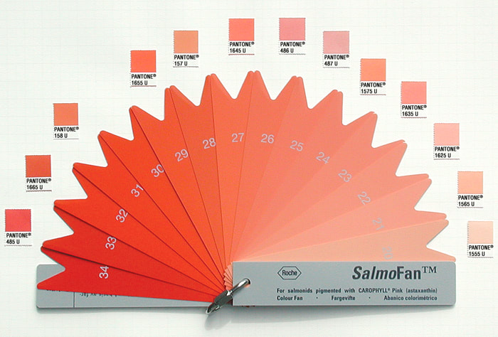 Dyeing Salmon Pink for Farms and Profit